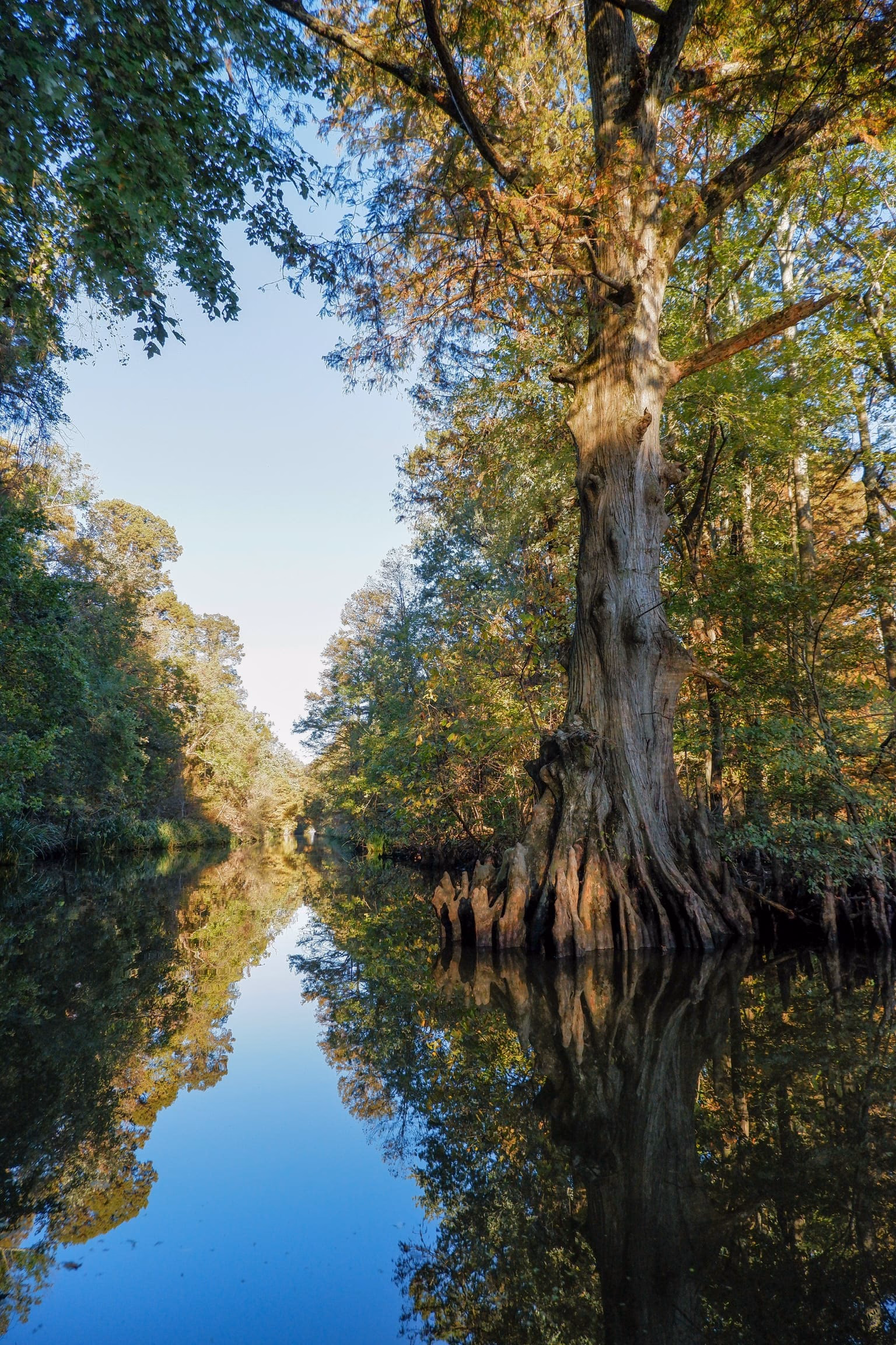 Bald Cypresses line the waterway at Reelfoot Lake State Park.