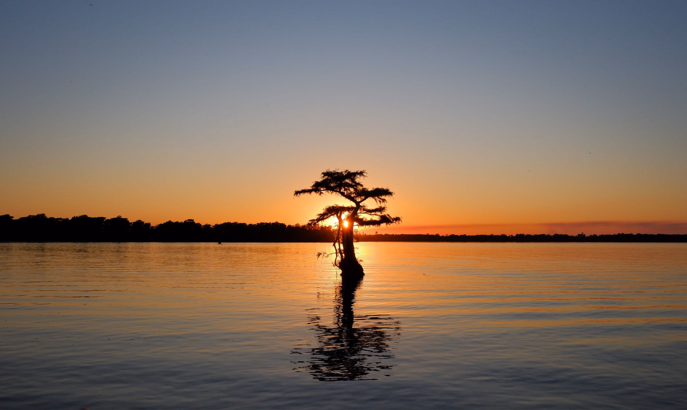 Bald Cypress during sunset at Reelfoot Lake State Park.