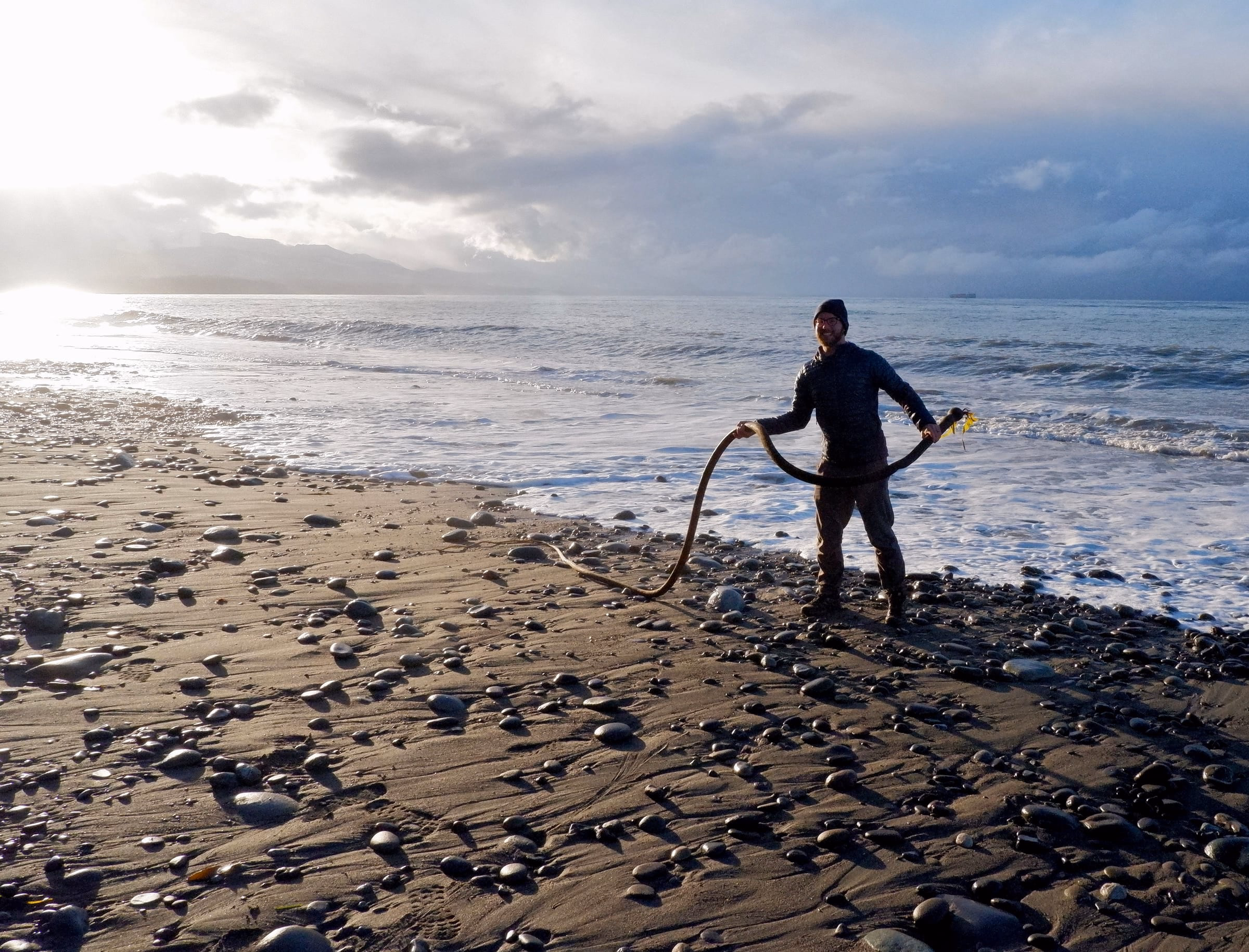 Long strand of Bull Kelp found on the beach in Olympic National Park.