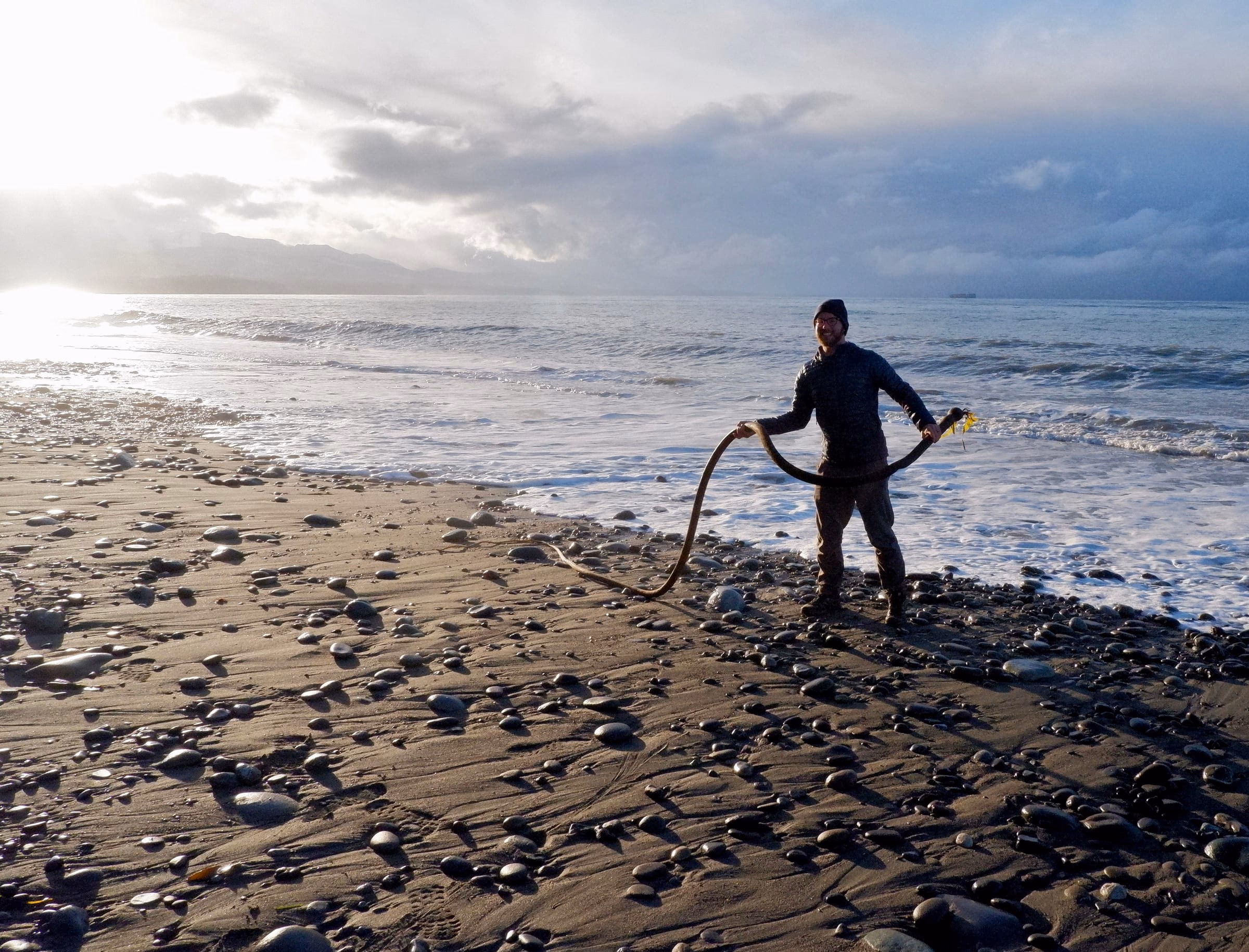 Long strand of Bull Kelp found on the beach in Olympic National Park.