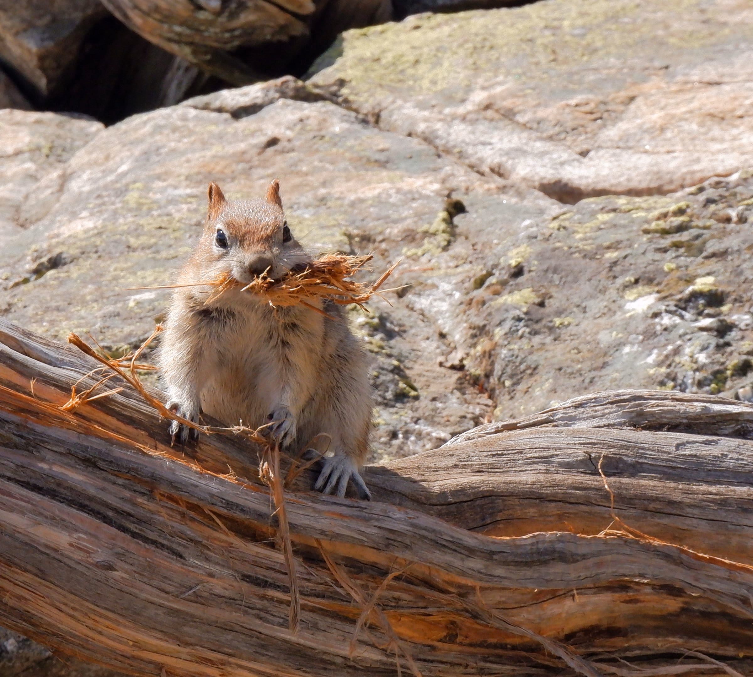 Golden-mantled ground squirrel most likely collecting wood fibers for a nest.