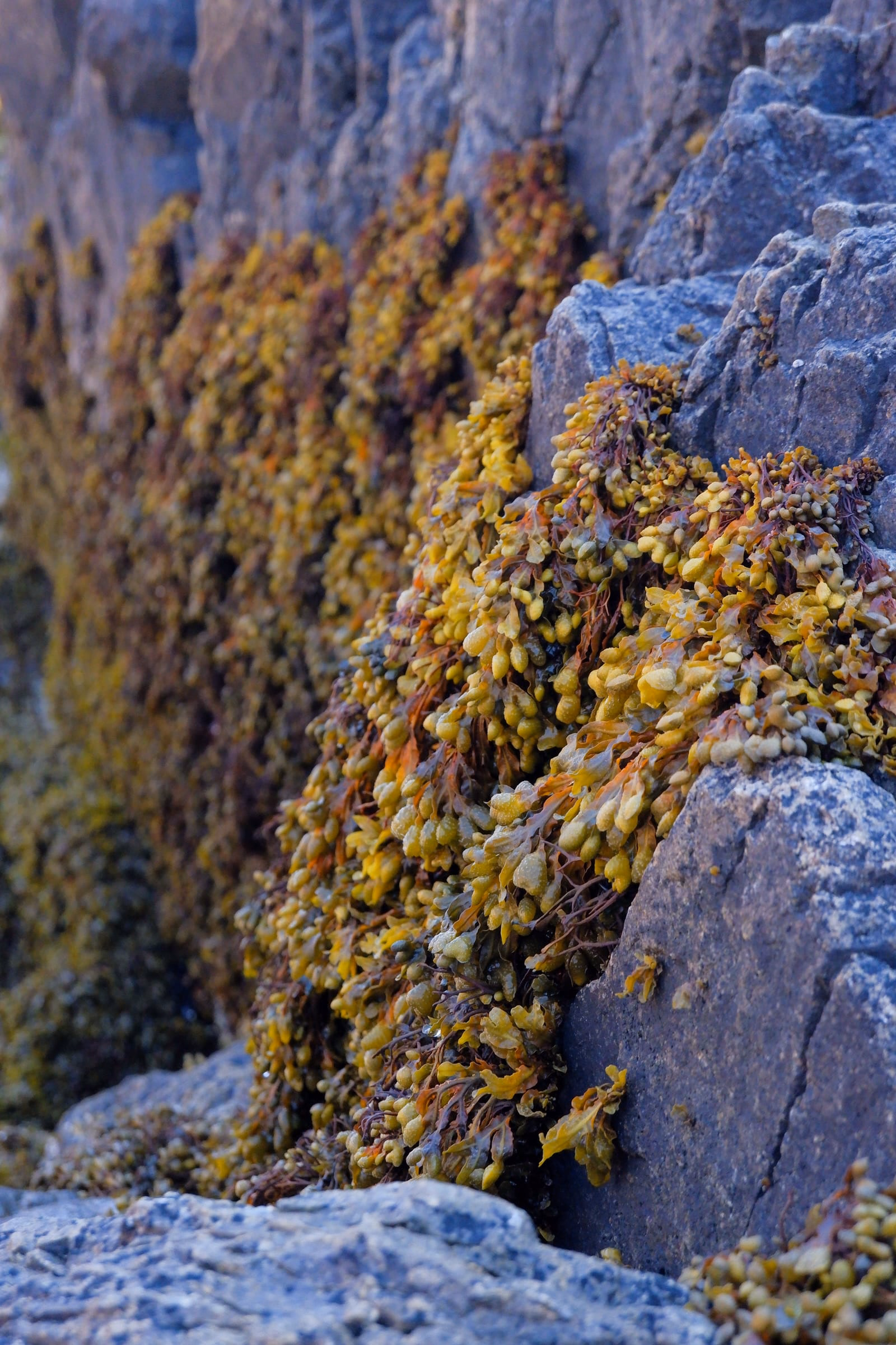 Seaweed known as Bladderwrack coating the granite rocks near Little Hunter's Beach.