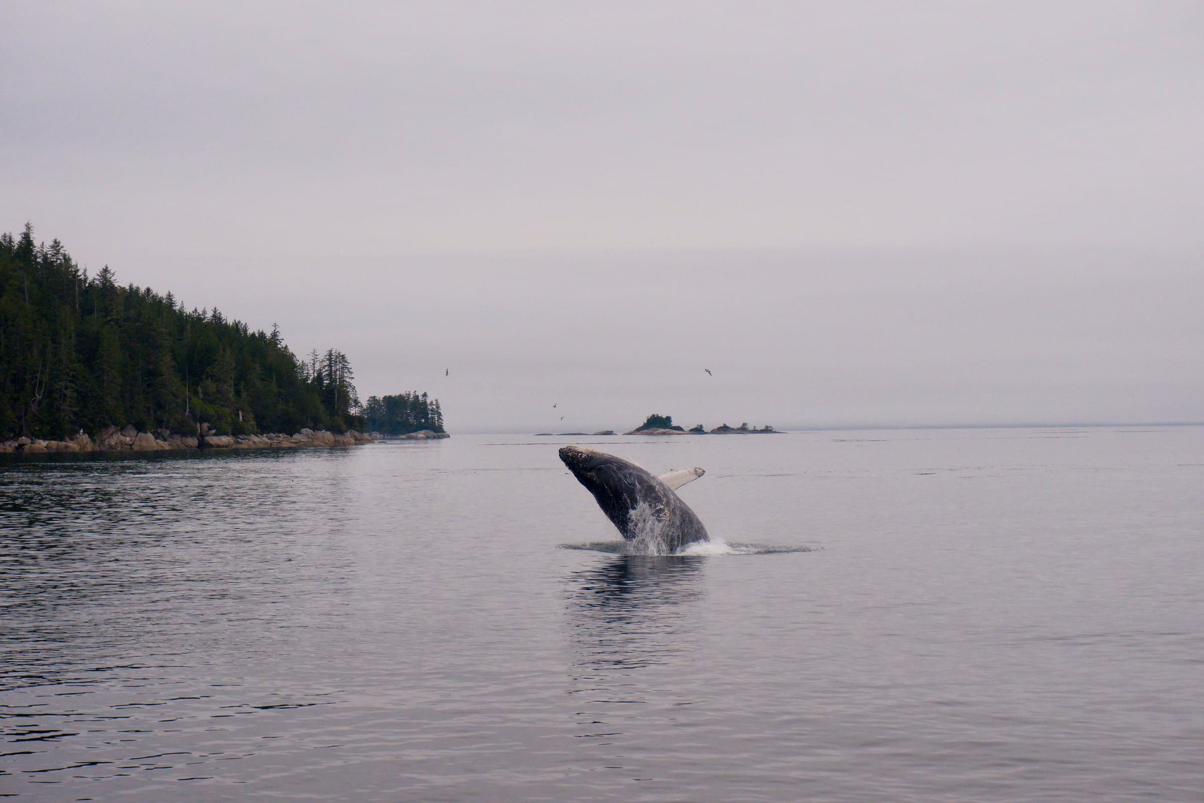 Humpback whale showing off with a jump out of the water.