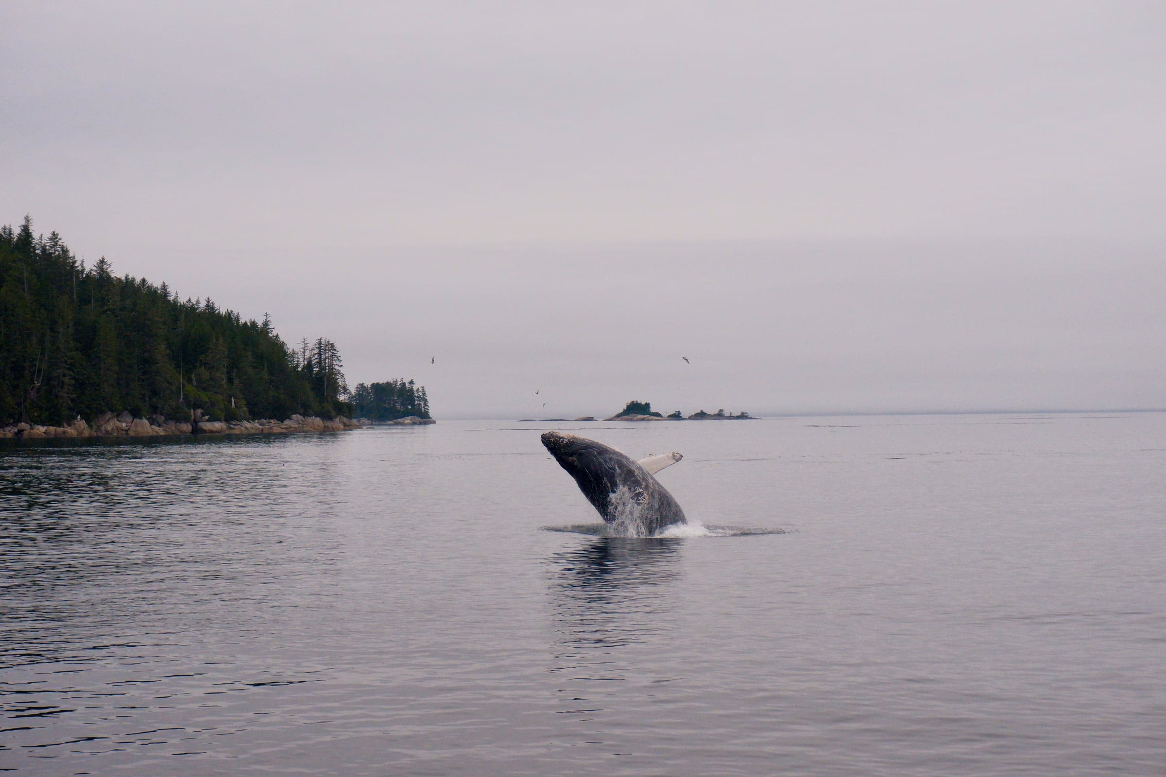 Humpback whale showing off with a jump out of the water.