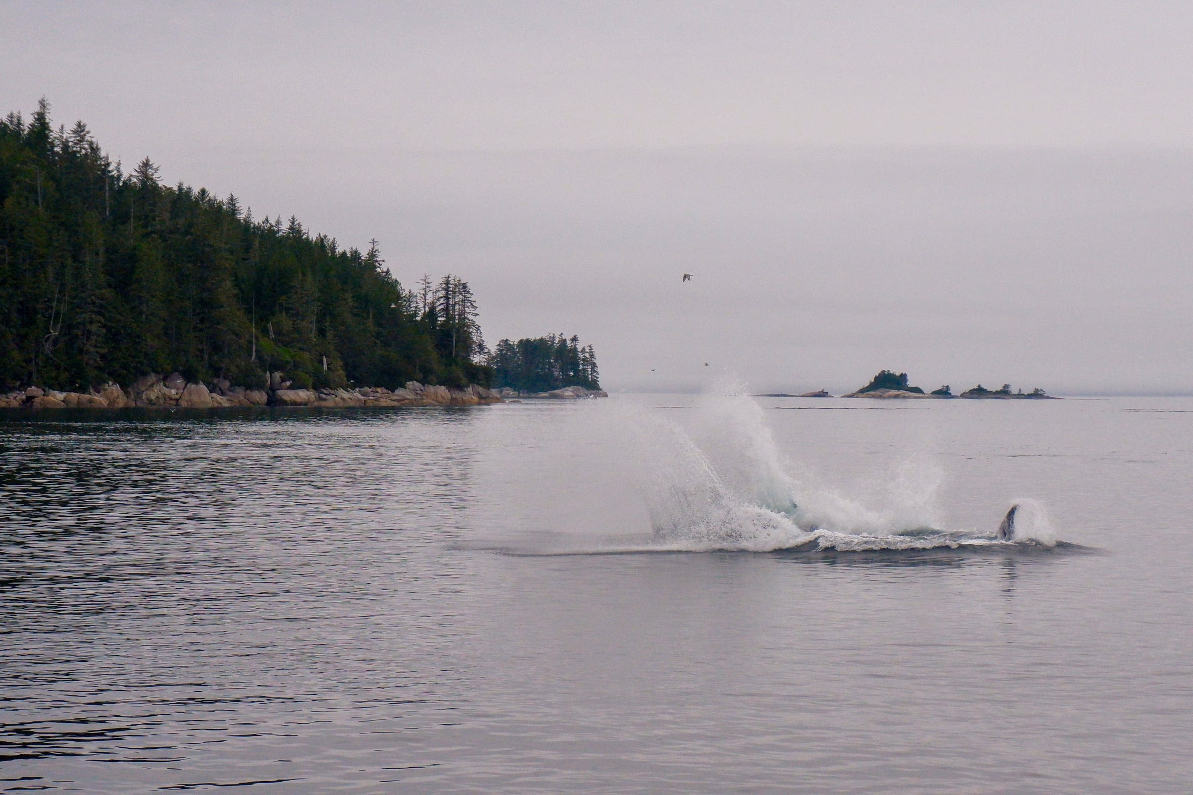 Humpback whale splash after jumping out of the water.